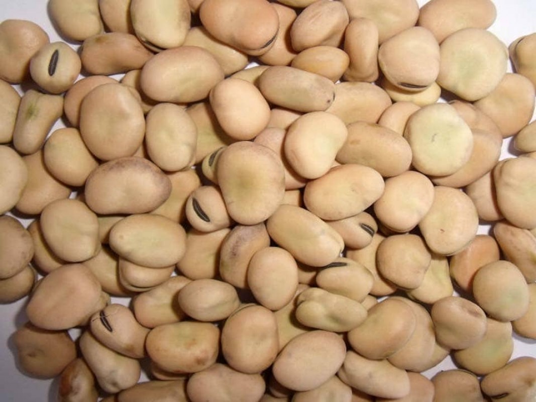 FAVA / FAVA FABA / FAVA LARGA from Etiopia